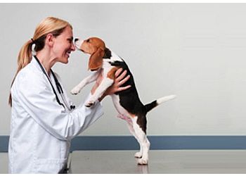 Best Veterinary Clinics In Vancouver Bc Expert Recommendations