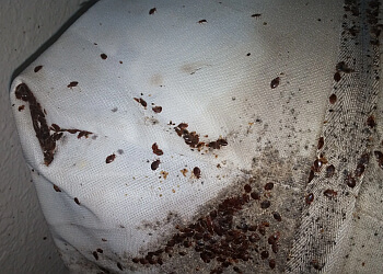 Prince George pest control 1st Defence Pest Control, Ltd.