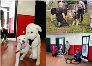 Edmonton dog trainer 780 Kennels