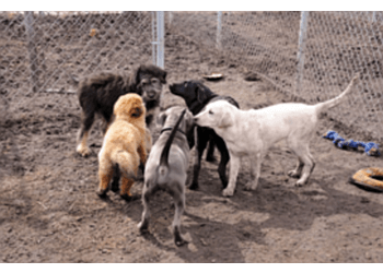 Edmonton dog trainer 780 Kennels image 1