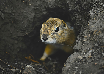 We Clean Pest Control - Edmonton, AB Pest Control - Rodent Control Image