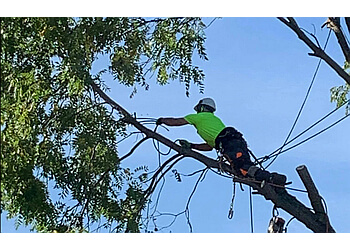 Kitchener Services d'arboriculteur A-1 Year Round Tree Service