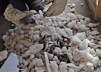 Brampton animal removal AAA Affordable Wildlife Control