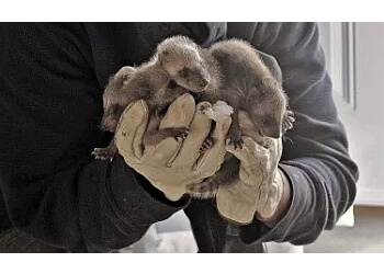 Brampton animal removal AAA Affordable Wildlife Control