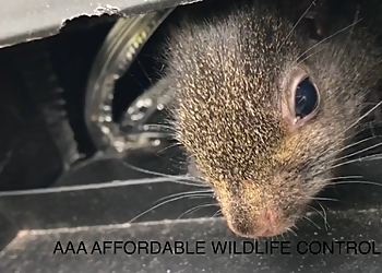 AAA Affordable Wildlife Control - Milton, ON Animal Removal - Service Highlights