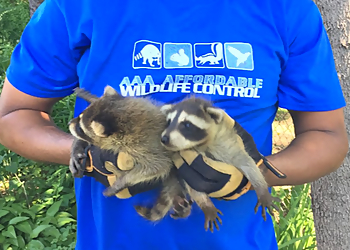 AAA Affordable Wildlife Control - Milton, ON Animal Removal - Service Image