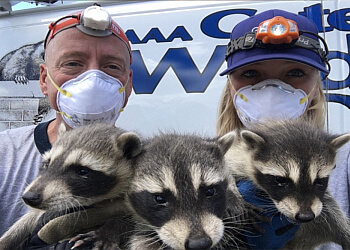 Markham animal removal AAA Gates' Wildlife Control