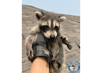 Milton animal removal AAA Gates' Wildlife Control