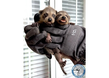 Milton animal removal AAA Gates' Wildlife Control