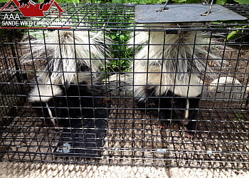 Toronto animal removal AAA Sande Wildlife Control