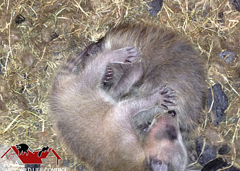 Toronto animal removal AAA Sande Wildlife Control