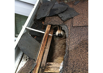 Burnaby animal removal AAA Wildlife Control