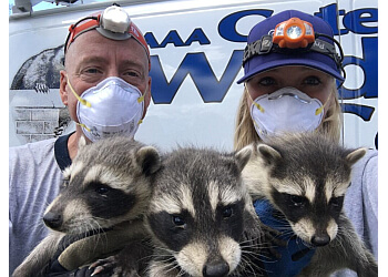 Burnaby animal removal AAA Wildlife Control