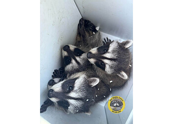 Vancouver animal removal AAA Wildlife Control Vancouver