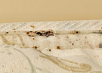 Saint John Services d'extermination de parasites ABC Pest Services