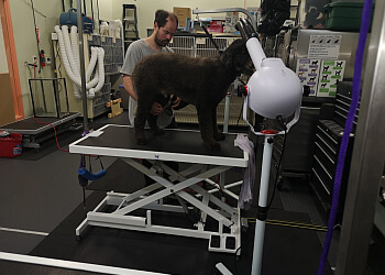 Guelph pet grooming All About Grooming