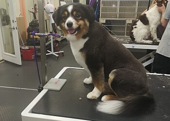 Guelph pet grooming All About Grooming