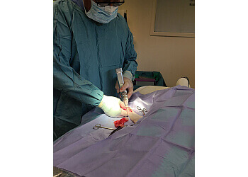 Maple Ridge veterinary clinic Alouette Animal Hospital