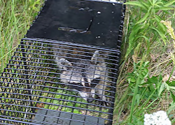 ALPHA Extermination - Saint Jean sur Richelieu, QC Services d'extermination de parasites - Raccoon Control Image