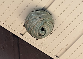 ALPHA Extermination - Saint Jean sur Richelieu, QC Services d'extermination de parasites - Wasp Control Image