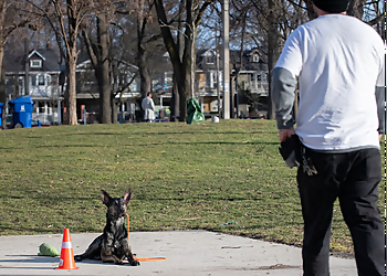 APEX Canine Training Academy - Mississauga, ON Dog Trainers - Dog Training Image