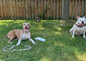 APEX Canine Training Academy - Mississauga, ON Dog Trainers - Dog Training Session Image