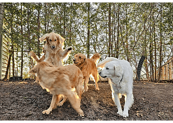 Oshawa dog walker A Pet Nanny Plus