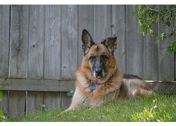 Oshawa dog walker A Pet Nanny Plus