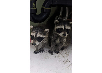 Montreal animal removal AS Trappeur Inc.