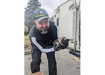 Montreal animal removal AS Trappeur Inc.