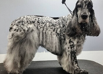North Vancouver pet grooming A Spot For Spot Dog Grooming