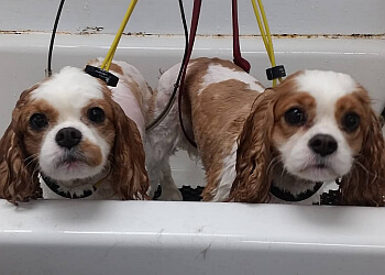 North Vancouver pet grooming A Spot For Spot Dog Grooming