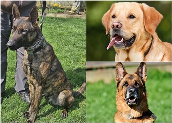 Welland Dresseurs De Chiens ATS K9 Detection dog