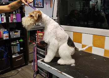 Brossard pet grooming Au Maître Chien