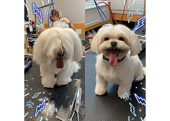 Brossard pet grooming Au Maître Chien