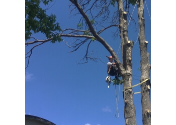 Gatineau tree service Abattage Bio-Mec