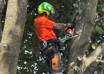Abattage Bio-Mec Tree Service - Gatineau, QC Services d'arboriculteur - Job Site Image