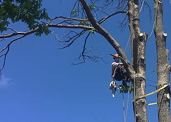 Abattage Bio-Mec Tree Service - Gatineau, QC Services d'arboriculteur - Residential Service Image