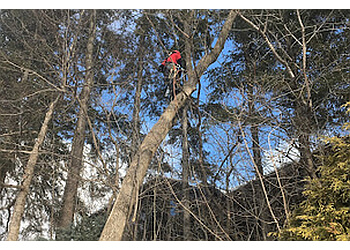 Saint Jerome tree service Abattage et Émondage Jonathan Desjardins Inc.