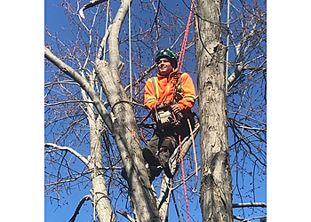 Oshawa tree service About The Cut Tree Service
