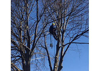 Oshawa Services d'arboriculteur About The Cut Tree Service 