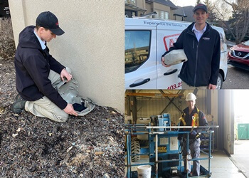 Calgary animal removal Absolute Pest Control