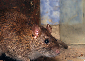 Absolute Pest Solutions - Abbotsford, BC Animal Removal - Service Image