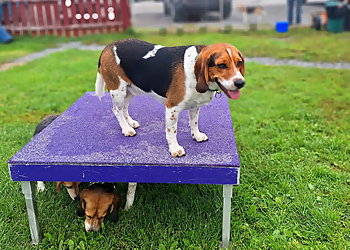 Académie Canine RM - Saint Hyacinthe, QC Dresseurs De Chiens - Puppy Image