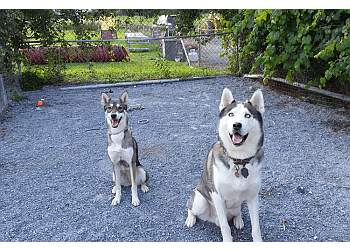 Saint Hyacinthe Dresseurs De Chiens Académie Canine RM