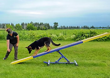 Académie Canine RM - Saint Hyacinthe, QC Dresseurs De Chiens - Dog Training Session Image