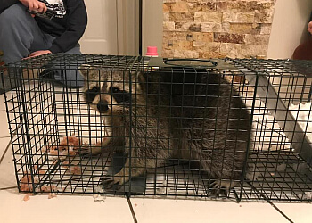 Kitchener Services d'extermination de parasites Accord Pest Control Kitchener