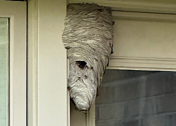 Kitchener Services d'extermination de parasites Accord Pest Control Kitchener