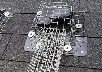 Milton pest control Acme Pest Solutions