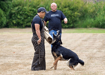 Maple Ridge dog trainer Action K9